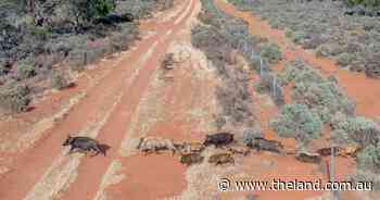 Landholders to face fines of up to $220k for non-action against feral pigs