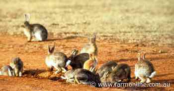 Myxomatosis to now: Australia's war on rabbits evolves as resistance grows