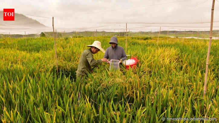 China’s new hybrid rice can preserve its high-yield traits across generations, allowing farmers to...