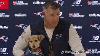 NFL fans slam Mike Vrabel for using puppy to 'deflect' from Dianna Russini affair scandal at press conference: 'We have to start being adults'