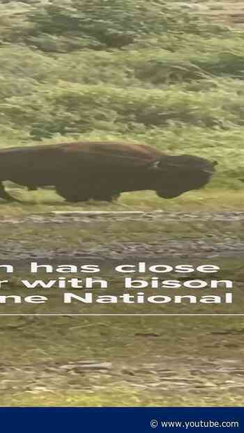 Fisherman has close encounter with bison at Yellowstone National Park