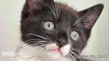 Catteries full to bursting as kitten season peaks