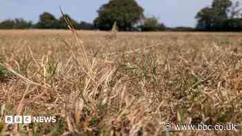 How is the dry weather affecting the wider countryside?