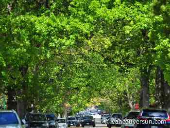 Vancouver park board plans $4.5 million tree canopy expansion on city's east side