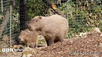 Zoo's new capybara home as Samba search continues
