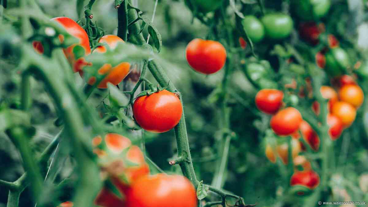 Tomatoes will be pest and disease-free when grown next to 1 common herb