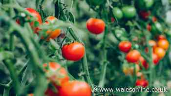 Tomatoes will be pest and disease-free when grown next to 1 common herb