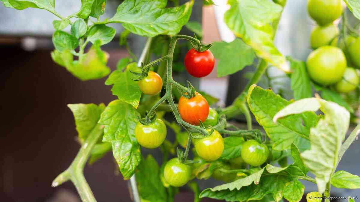 Tomatoes grow more vigorously and stay pest-free when grown with 1 plant