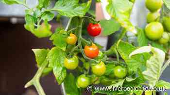 Tomatoes grow more vigorously and stay pest-free when grown with 1 plant