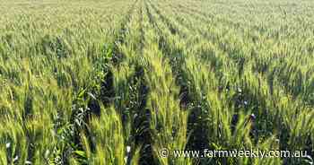 Prized cropping portfolio in Mid West on the market after some big spending