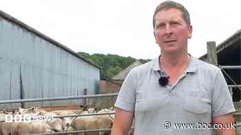 Farmer's dismay as 81 lambs disappear from fields