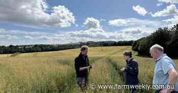 Oat-loads of opportunities await in global gluten-free, health food market