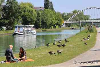 Sind Wildgänse in Münster ein Problem?