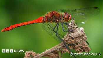 Dragonflies 'all over the place' at wetland centre