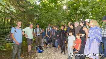Wanderung am Maisinger Bach: Biber-Damm bringt Fische fast zum Stillstand