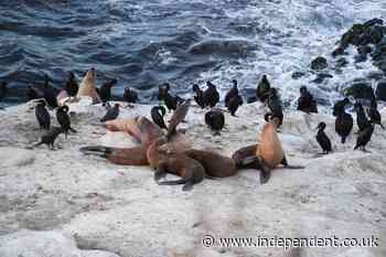 Cruel attack on defenseless sea lion sparks outrage as feds launch probe