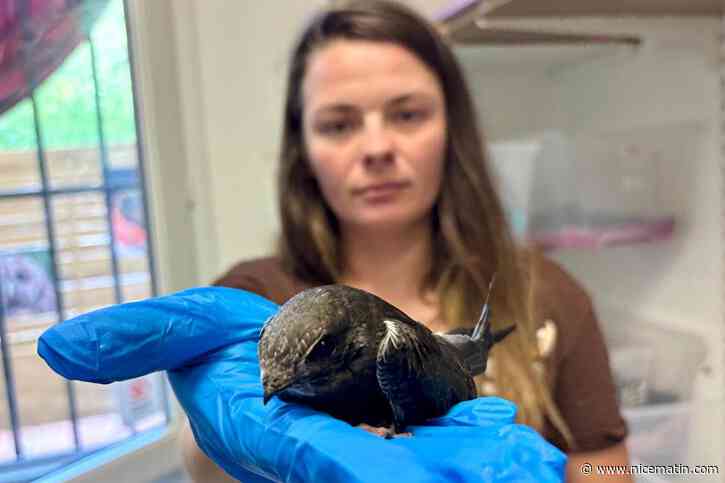 « On n’a jamais vu ça » : au centre de soin des animaux sauvages à Saint-Cézaire-sur-Siagne, la canicule fait des ravages sur la faune