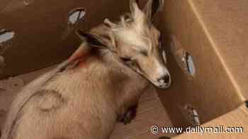 Miami rapper accused of 'witchcraft' after cops find horrifying animal sacrifice chamber inside his home...with a baby goat marked for death