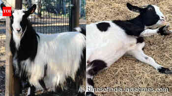 Baby goat falls after suddenly freezing mid-jump; an inherited muscle condition explains why