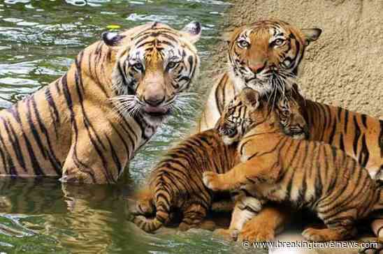 International Tiger Day 2026: 9 Incredible Tiger Reserves to Explore in India