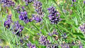 Lavendel nach dem Sommerschnitt vermehren: Aus Trieben werden neue Pflanzen