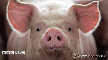 How a mythical pigman became a local legend