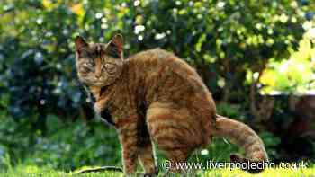 What to do if a neighbour's cat keeps pooing in your garden — your legal rights