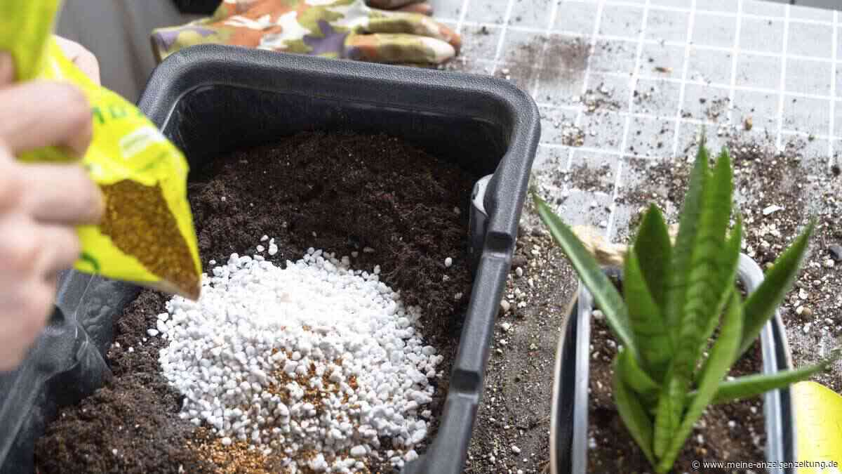 Perlit im Garten: Warum dieses Vulkangestein Ihre Pflanzen vor dem Ertrinken bewahrt