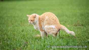 Your legal rights if a neighbour's cat keeps pooing in your garden