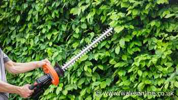 'Vital laws' if your neighbour's tree branches overhang garden