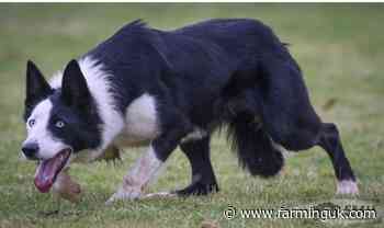 Working sheepdogs set for auction after £19,800 top price