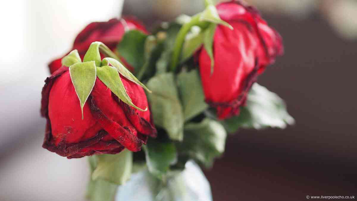 Revive wilting roses in minutes using florist's simple watering method
