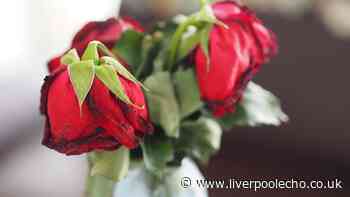 Revive wilting roses in minutes using florist's simple watering method