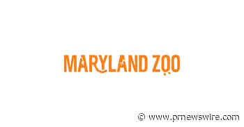 Maryland Zoo: Panamanian Golden Frogs Return Outdoors After 20 Years
