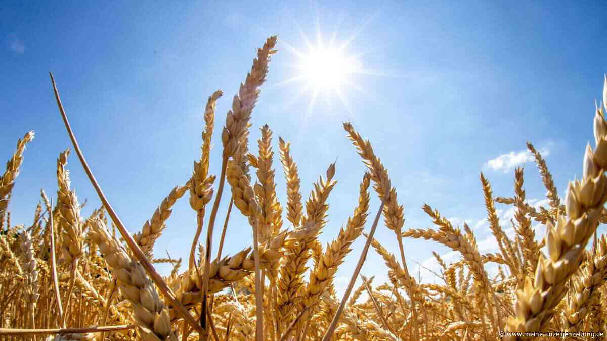 Neue Superpflanzen sollen die Menschheit vor verstecktem Hunger schützen – und dem Klimawandel trotzen