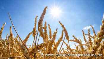 Neue Superpflanzen sollen die Menschheit vor verstecktem Hunger schützen – und dem Klimawandel trotzen