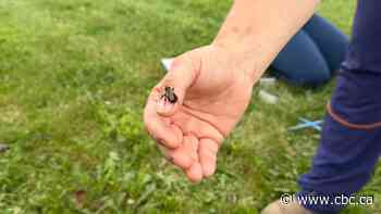 Fredericton backyards abuzz with an insect that's finally being tracked