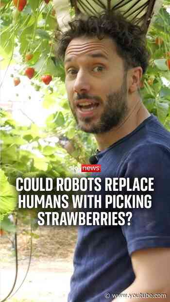 Could robots replace humans picking strawberries?