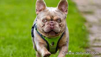 Stop buying flat-faced dogs! RSPCA reports a 3800% increase in French Bulldogs coming into its care over the last 10 years - as owners struggle to cope with the repercussions of their 'cute' features