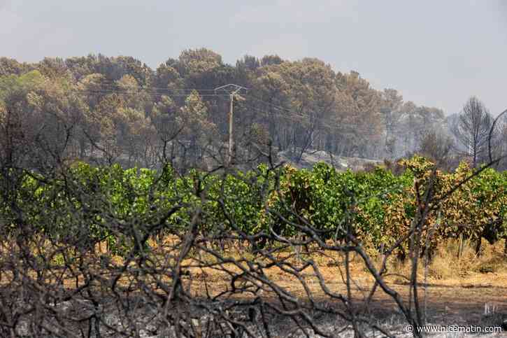 Incendies dans le Var : comment les fumées peuvent-elles contaminer les raisins et détruire une vendange ?