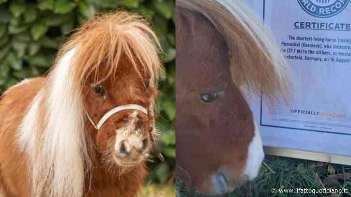 “Quando l’ho visto sono rimasta sconvolta”: la storia di Pumuckel, il cavallo più basso del mondo nato da un raro scherzo della natura