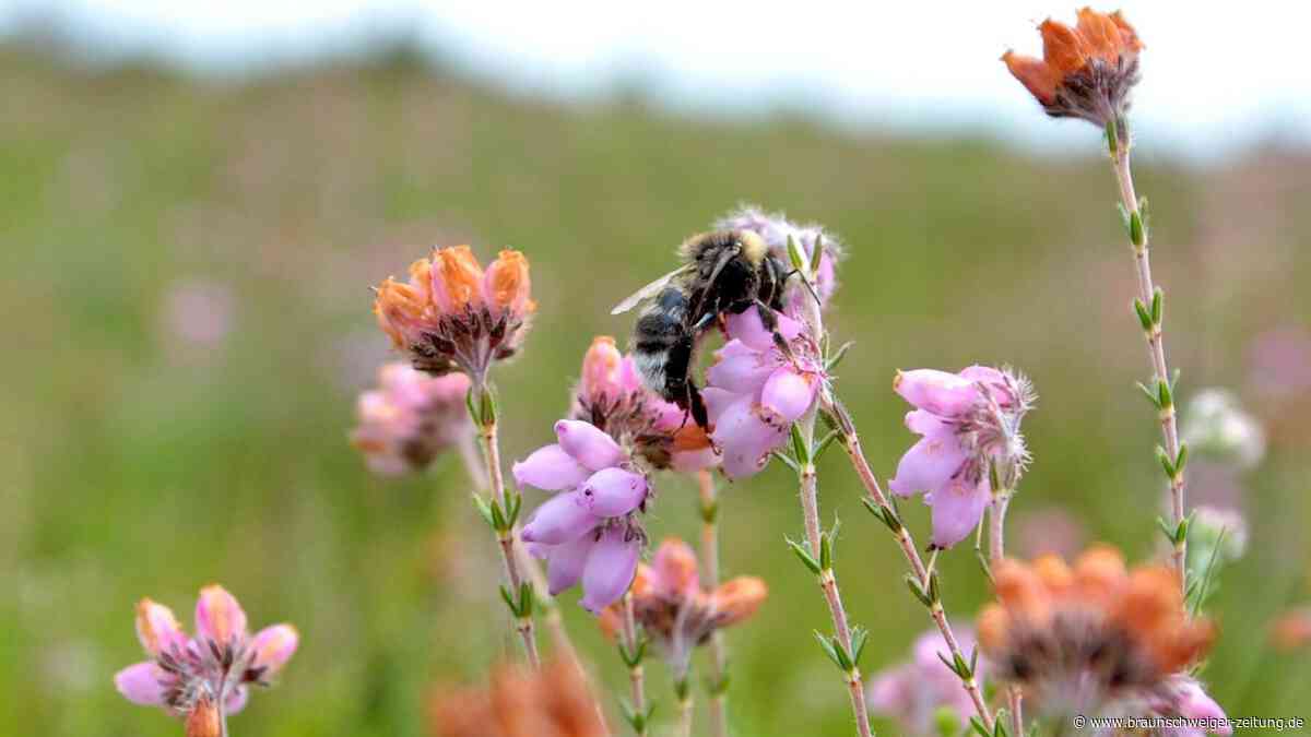 An diesen Stellen schimmert die Lüneburger Heide bereits leicht lila