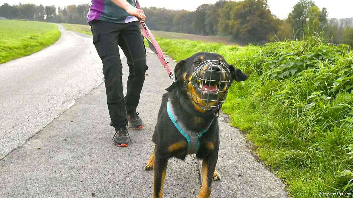 Mein Hund rastet an der Leine aus – was steckt dahinter und was kann ich tun?