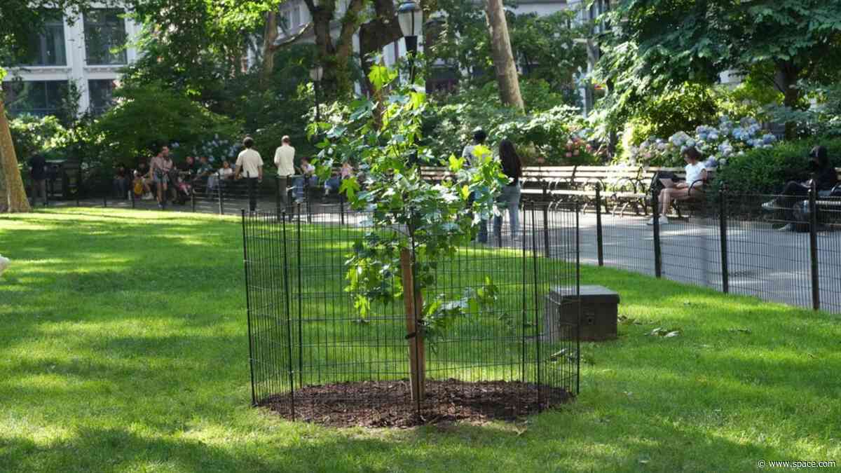 A seed that flew around the moon grew into this tree in NYC