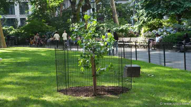 A seed that flew around the moon grew into this tree in NYC