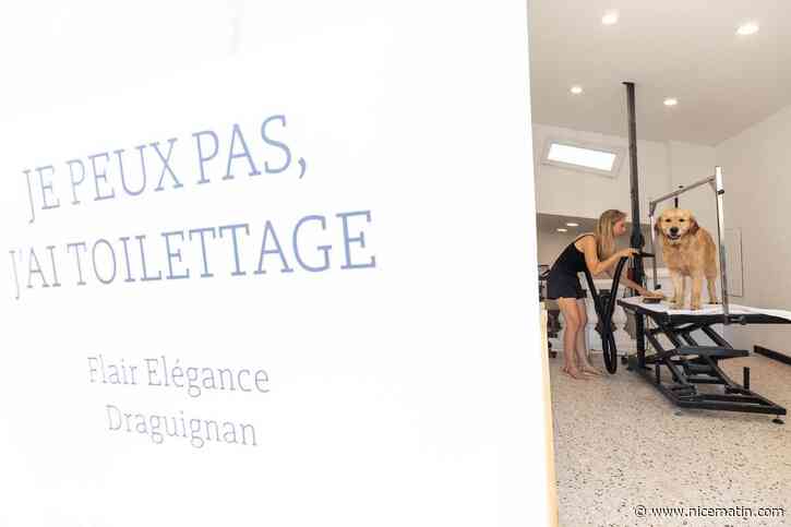 Canicule à Draguignan : les toiletteurs pris d’assaut, mais tondre son chien n’est pas toujours une bonne idée. Explications.