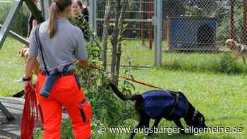 So war das Sommerfest im Landsberger Tierheim