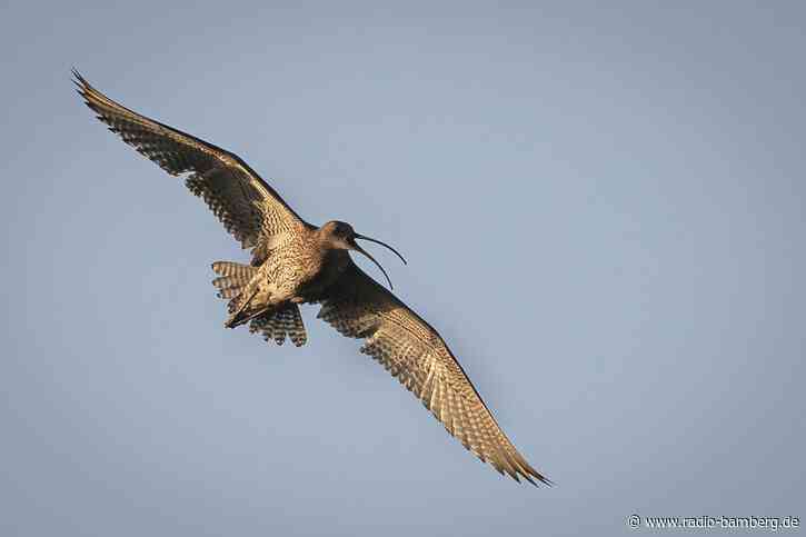 Naturschützer sehen Hoffnung für bedrohte Brachvögel