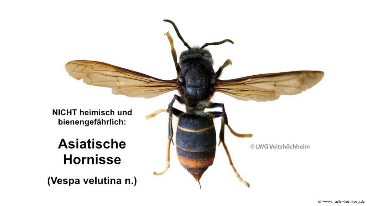 Asiatische Hornisse im Landkreis Bamberg gesichtet