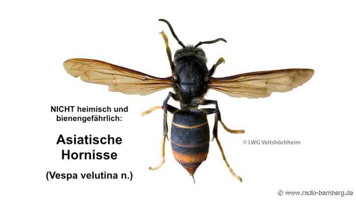 Asiatische Hornisse im Landkreis Bamberg gesichtet